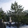 сосна крымская